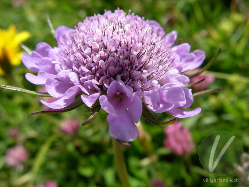 Glänzende Skabiose: Übersicht